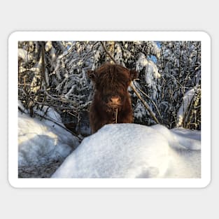 Scottish Highland Cattle Calf 1903 Sticker